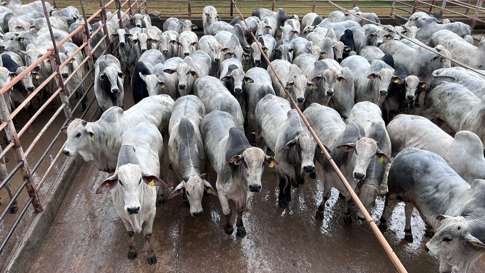 Circuito Nelore de Qualidade: conheça os pecuaristas campeões de Araputanga (MT)