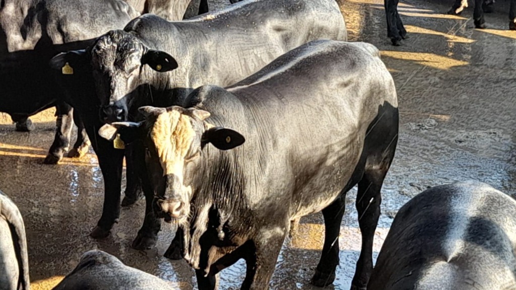 Boiada Angus exemplar e de quebrar o gancho chega a quase 27@ de média em MS