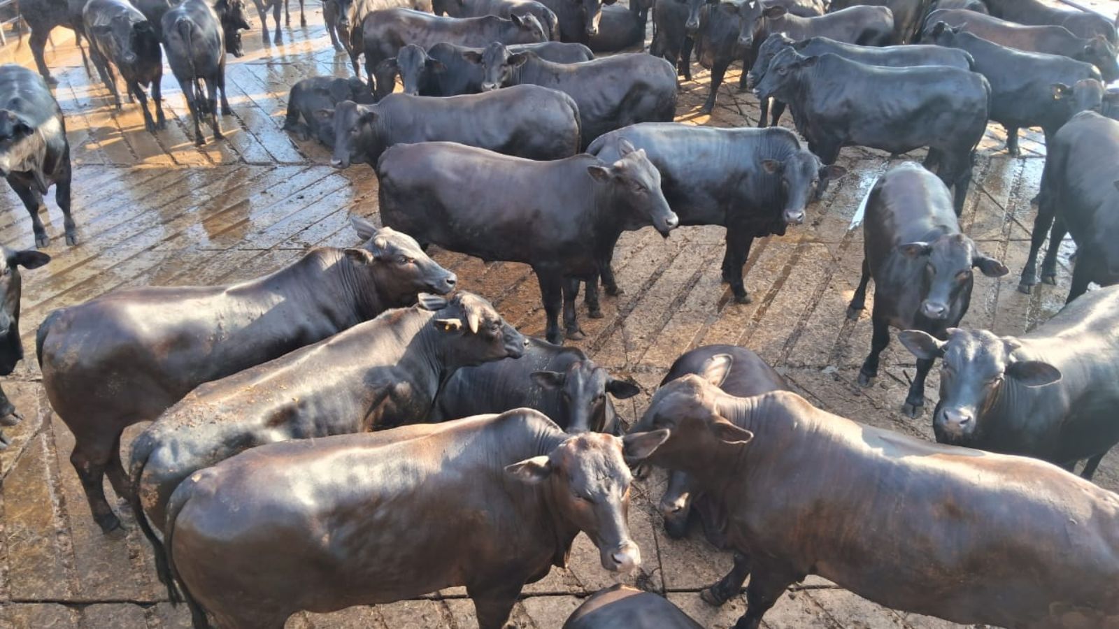 Raridade no curral! Novilhos taurinos castrados dão show de carne premium em MS