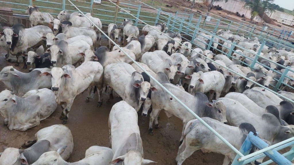 Cocho turbinado leva boiadão a ultrapassar 22@ em Mato Grosso