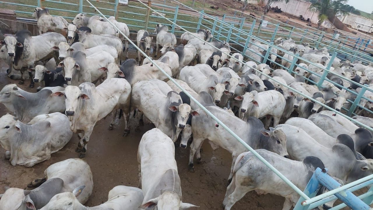 Cocho turbinado leva boiadão a ultrapassar 22@ em Mato Grosso