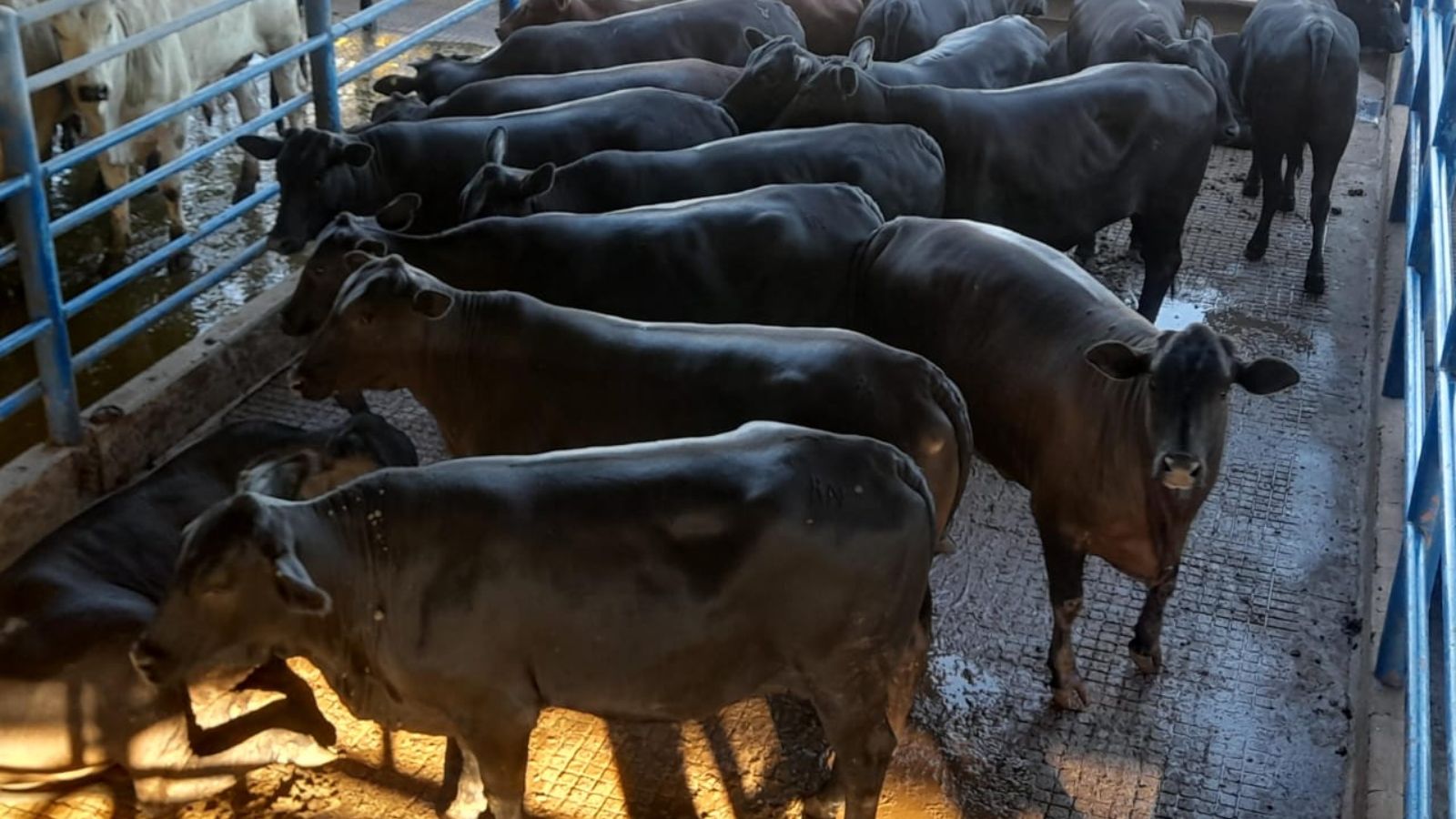 Angus: novilhada top de até dois dentes pesa que nem boi no interior de SP