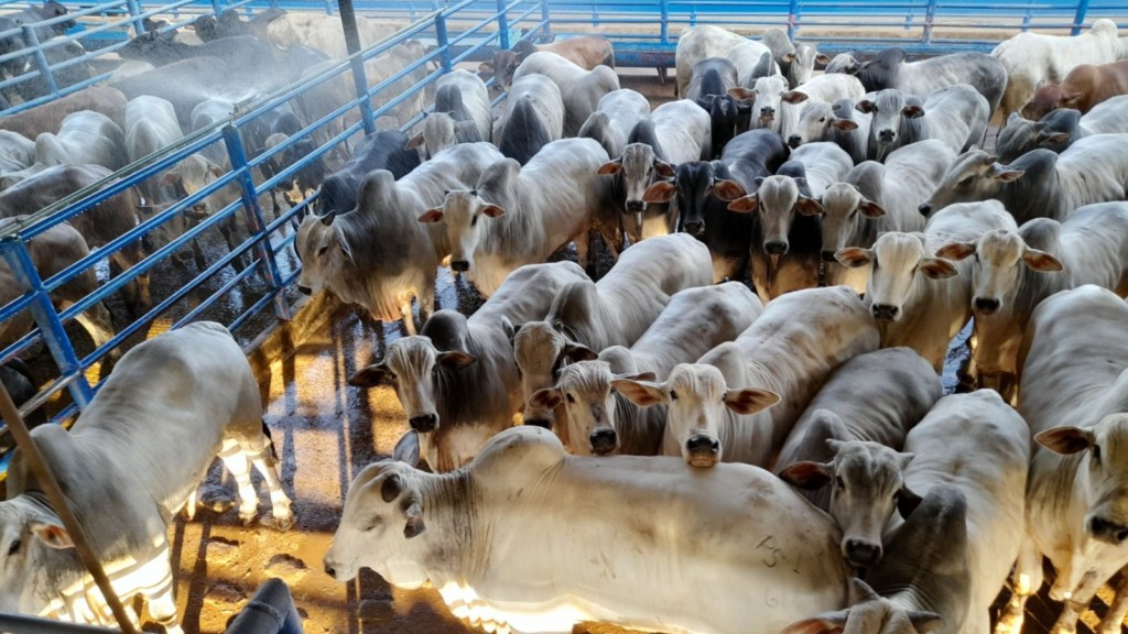 Boi Nelore parece até touro PO! Animais unem muito peso e conformação racial