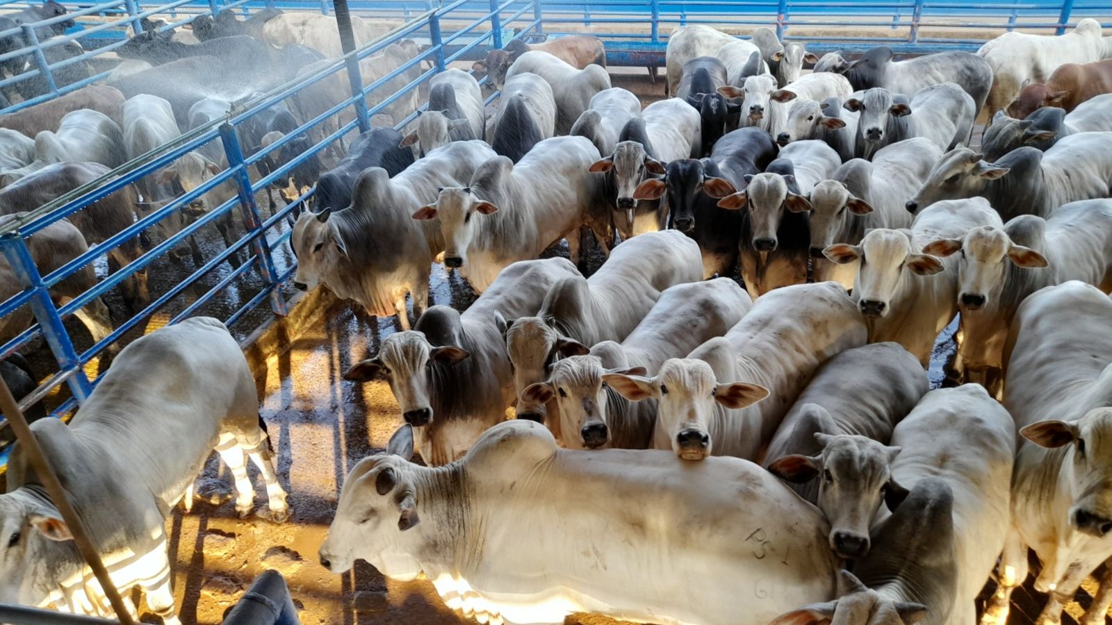 Boi Nelore parece até touro PO! Animais unem muito peso e conformação racial