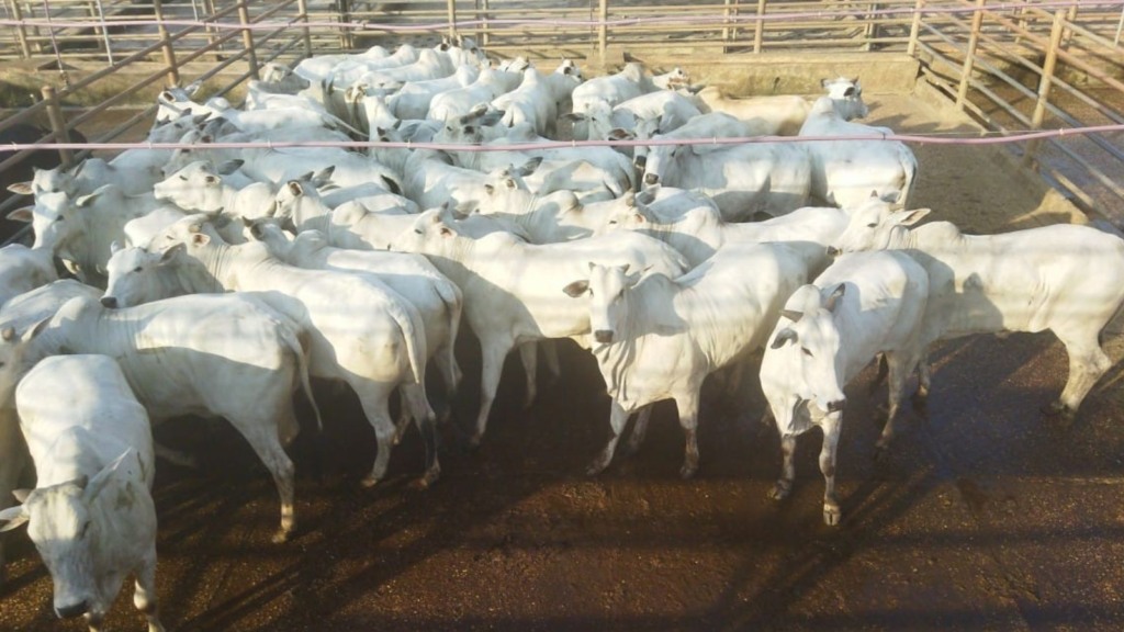 Novilha grossa de boa! Feminhas chegam a quase 19@ e tascam super bônus em MS