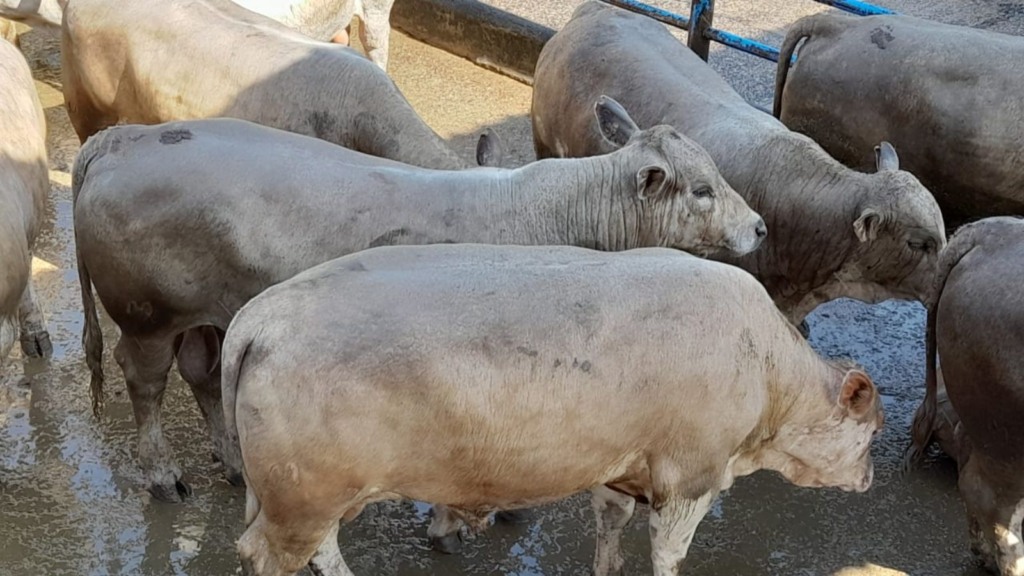 Detalhe do lote de bovinos bem gordos do tricross Charolês, Angus e Nelore. Foto: Divulgação