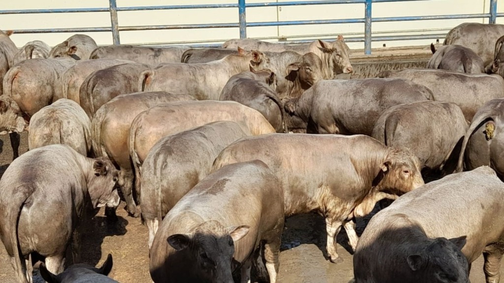 Detalhe do lote de bovinos tricross Charolês, Angus e Nelore. Foto: Divulgação