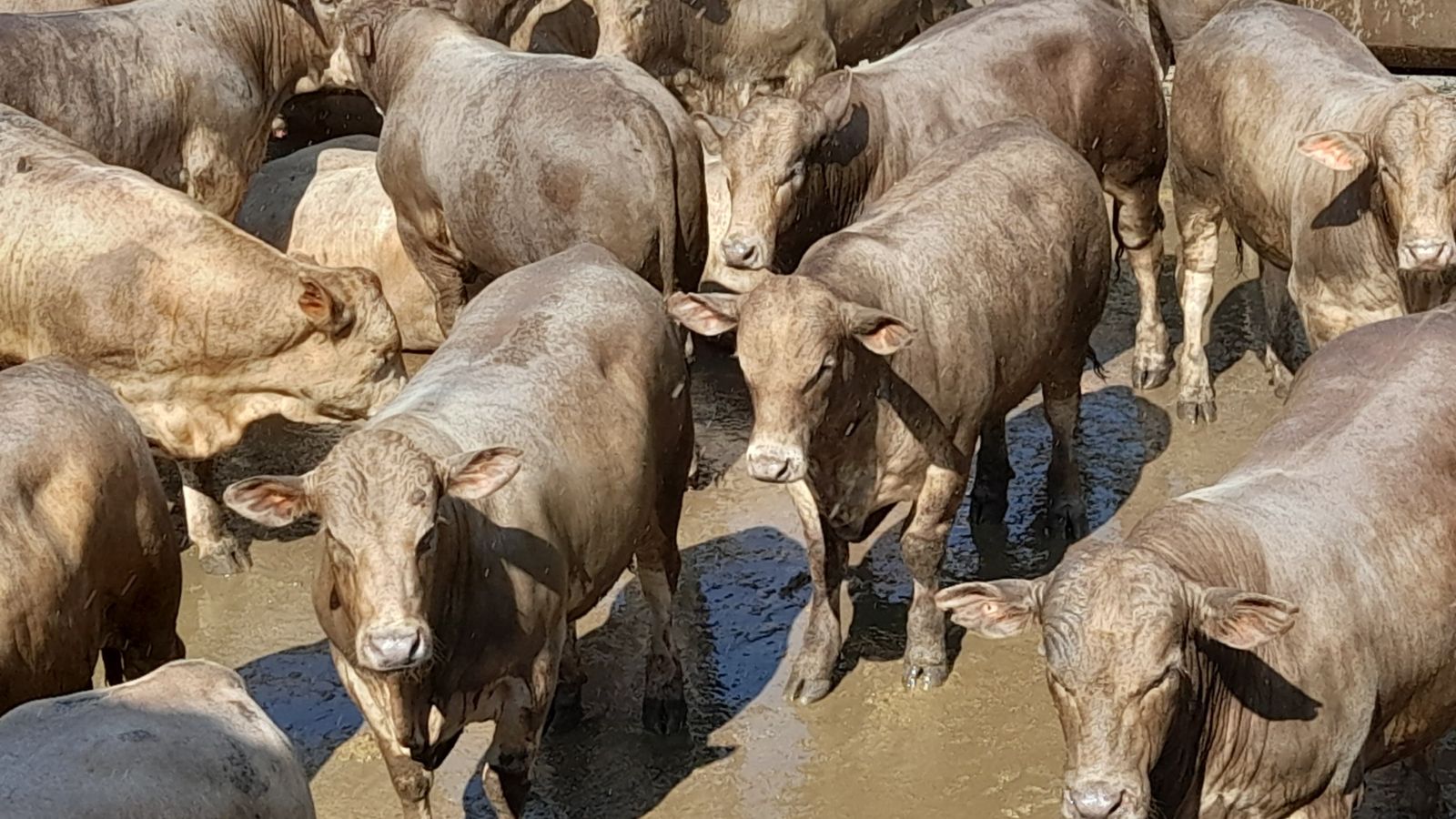 É inacreditável a idade de novilhos superprecoces tricross abatidos em Goiás