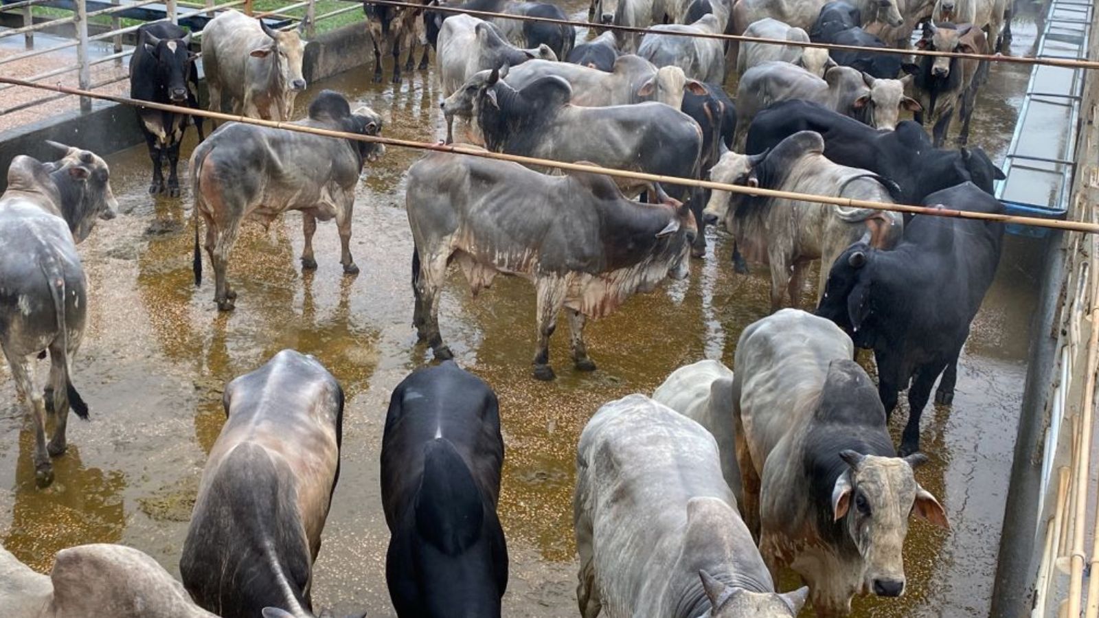 Suplementação a pasto faz boiada raçuda chegar a quase 23@ no Pará