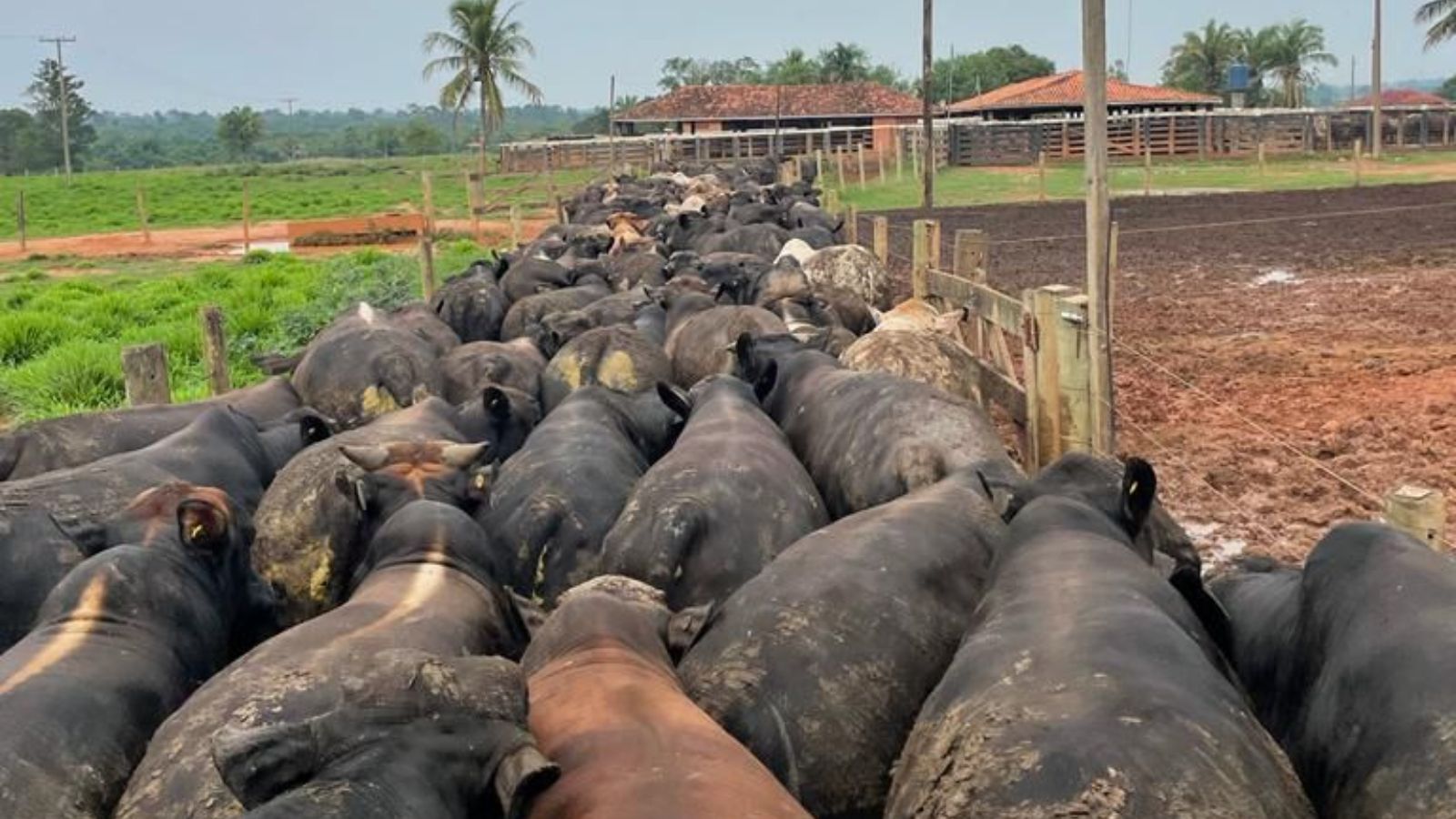 Pecuarista de Rondônia revela estratégia para levar boiada confinada a 20,5@