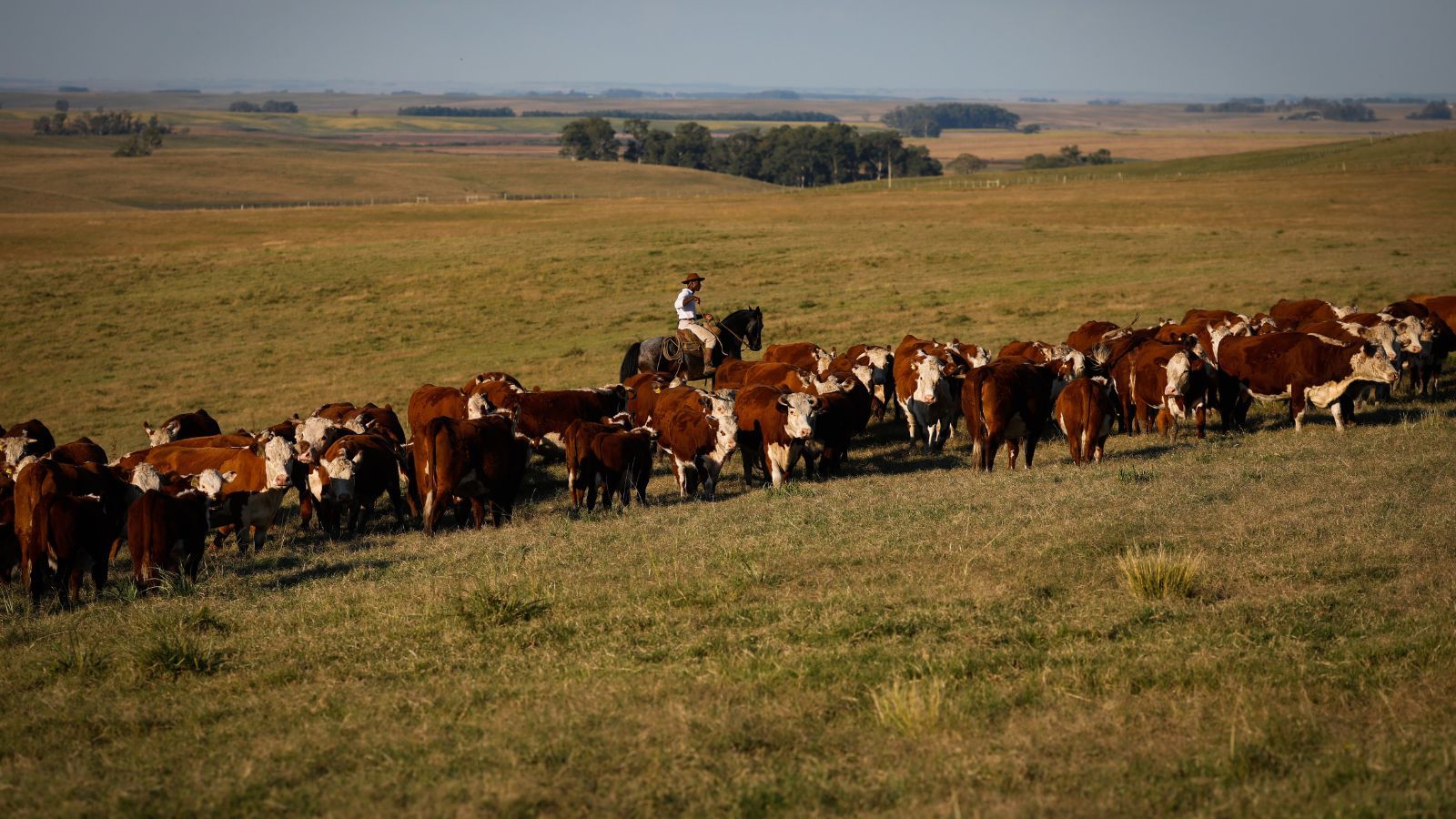 Hereford e Braford: saiba como genética está ajudando a pecuária no País