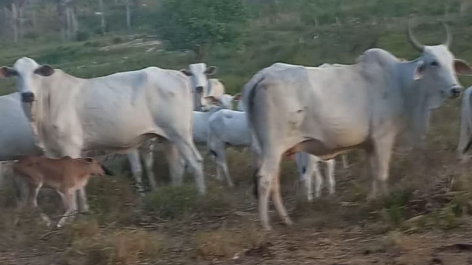 Bezerros Nelore nascendo com cor na fazenda? Saiba o que está acontecendo