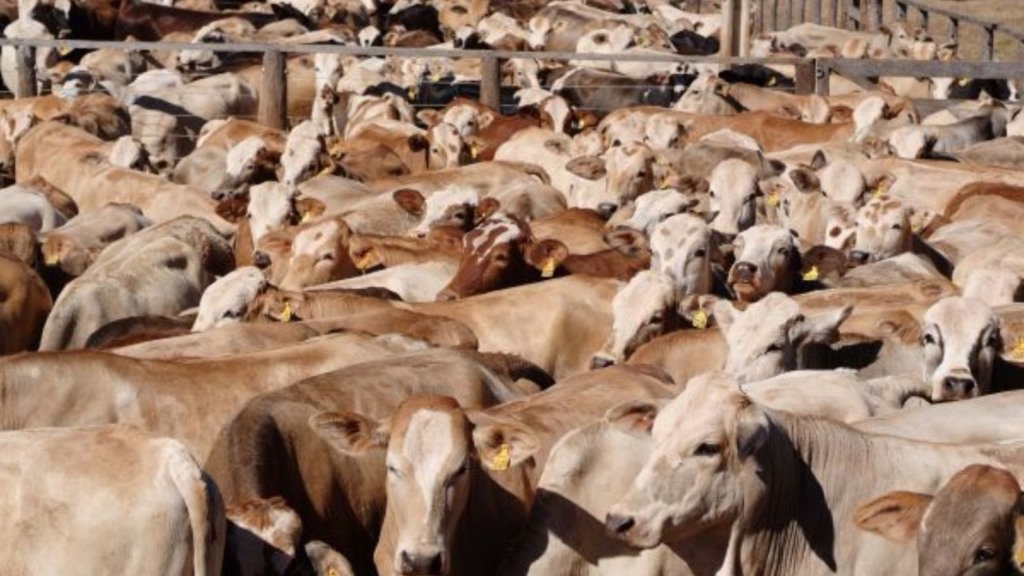 Rebanho numeroso de bovinos da raça Simental. Foto: Divulgação/ABCRSS