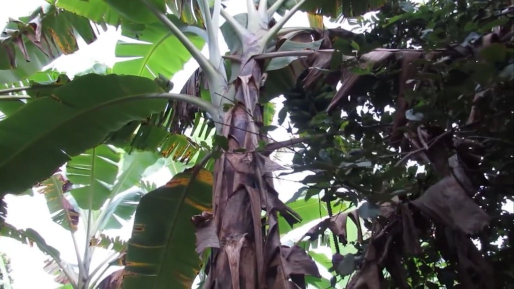 Boi gordo e nutrido no Semiárido: saiba fazer o uso da banana na dieta do gado