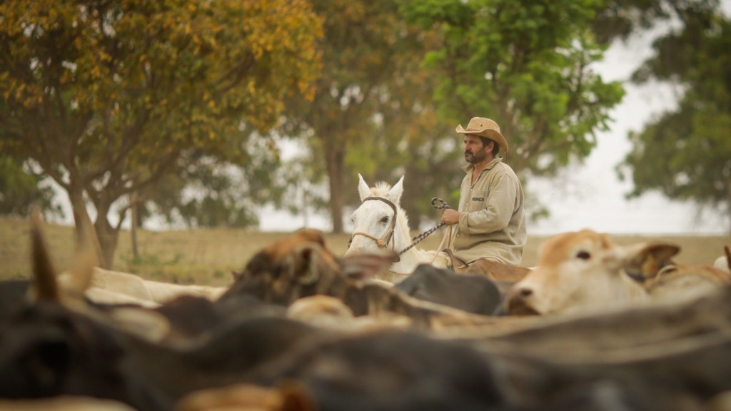 Peão na lida com o gado na fazenda. Foto: Wenderson Araujo/CNA
