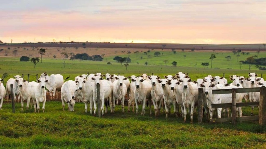 Cooperativismo de crédito traz novos ares a cerca de 900 mil associados no campo