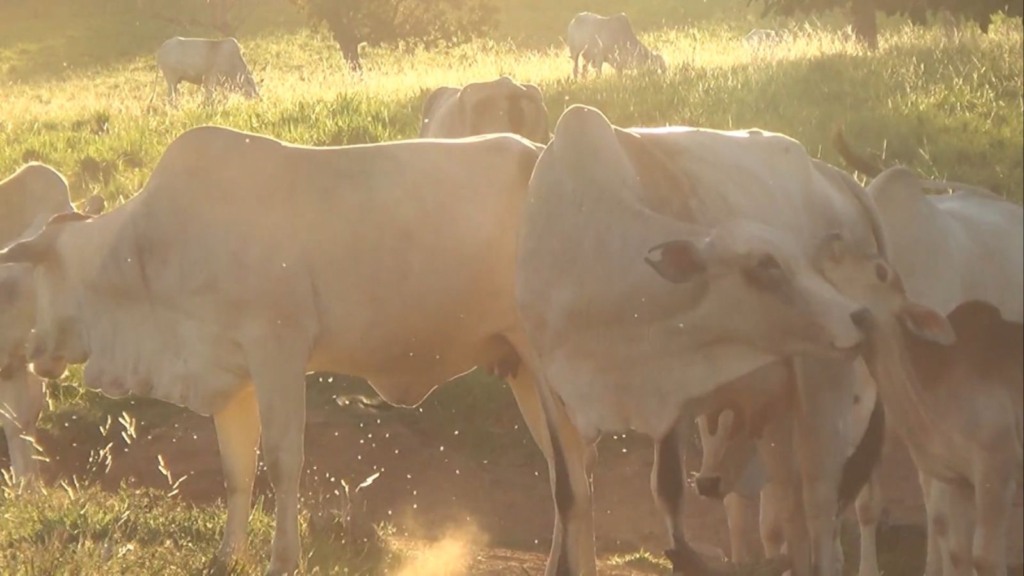 Infestação de bernes cresce no País e rouba até 4 kg por cabeça de gado