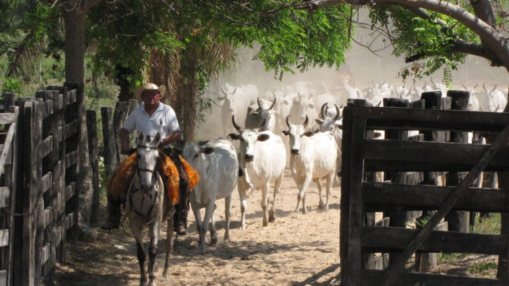 Peão conduzindo o gado. Foto: Divulgação