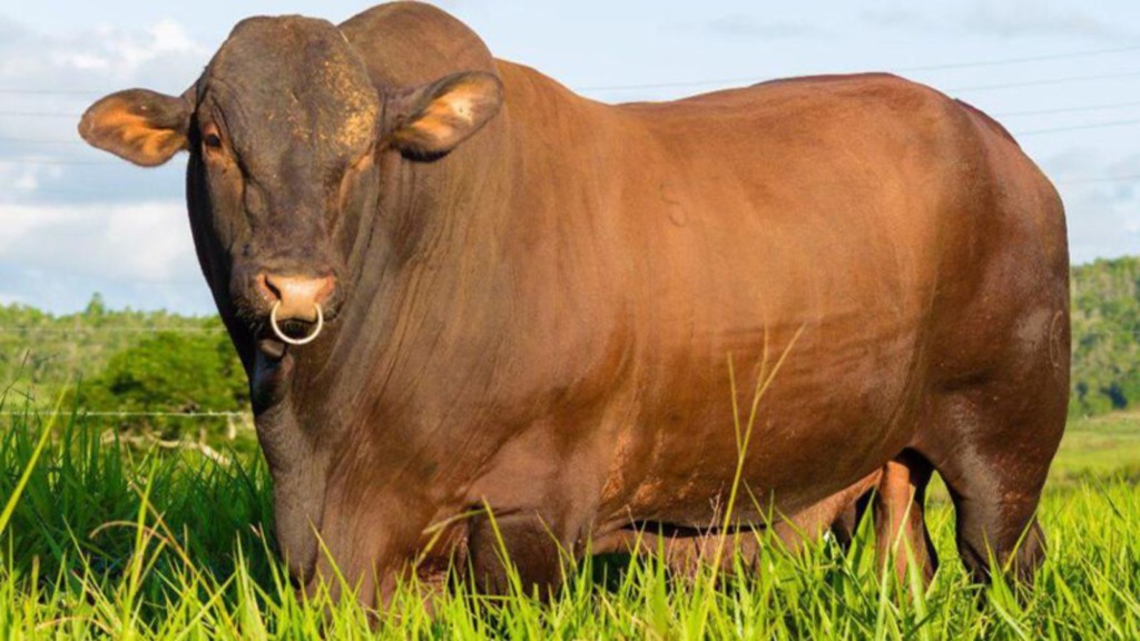 Touro Santa Gertrudis, Brangus ou Caracu: qual produz  melhores bezerros em fêmeas F1?