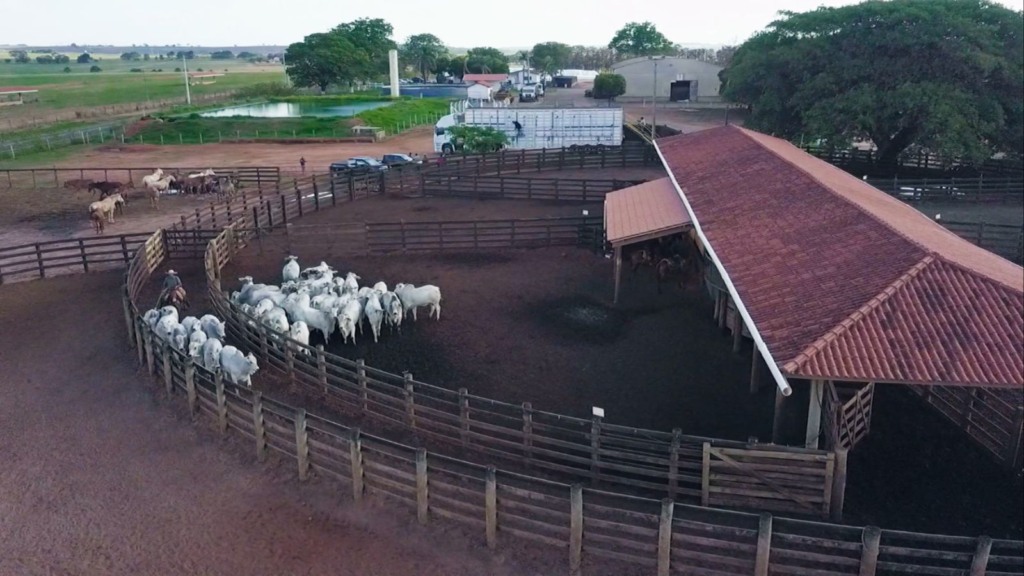 Manejo de bovinos na área do curral. Foto: Reprodução