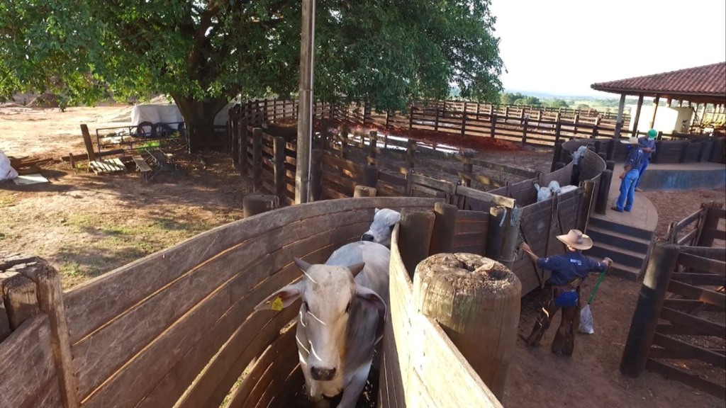 Transporte de gado na fazenda. Foto: Reprodução