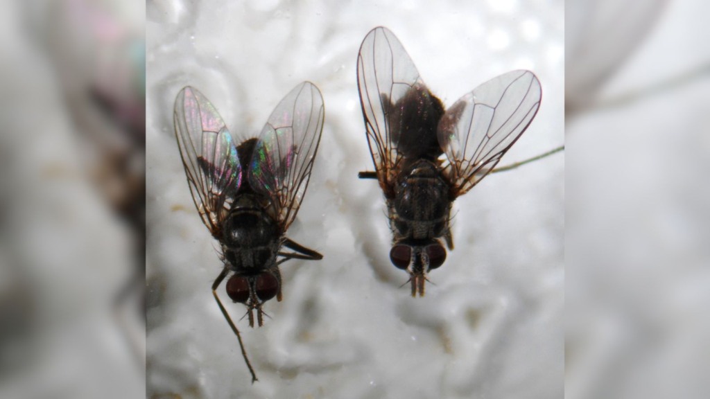 Detalhe de moscas-dos-chifres. Foto: Divulgação/Embrapa