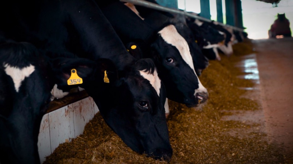 Vacas leiteiras da fazenda Retiro. Foto: Giro do Boi