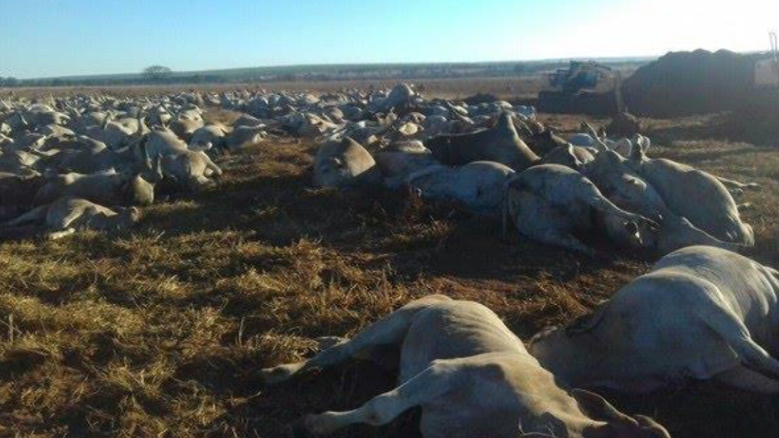 Saiba como dar o destino certo a produtos veterinários e animais mortos