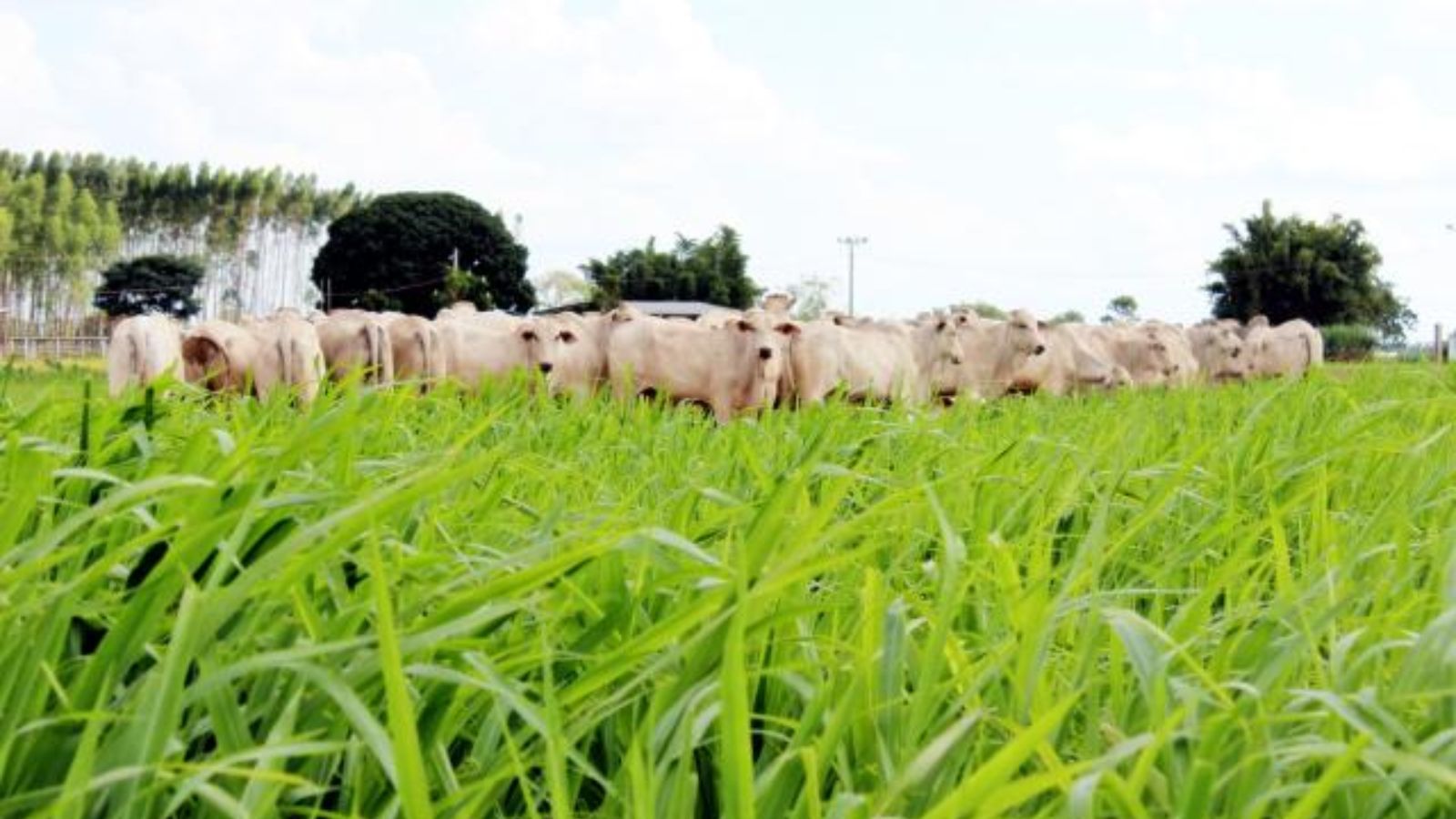 Guia essencial do pasto: como selecionar a forrageira ideal para sua fazenda