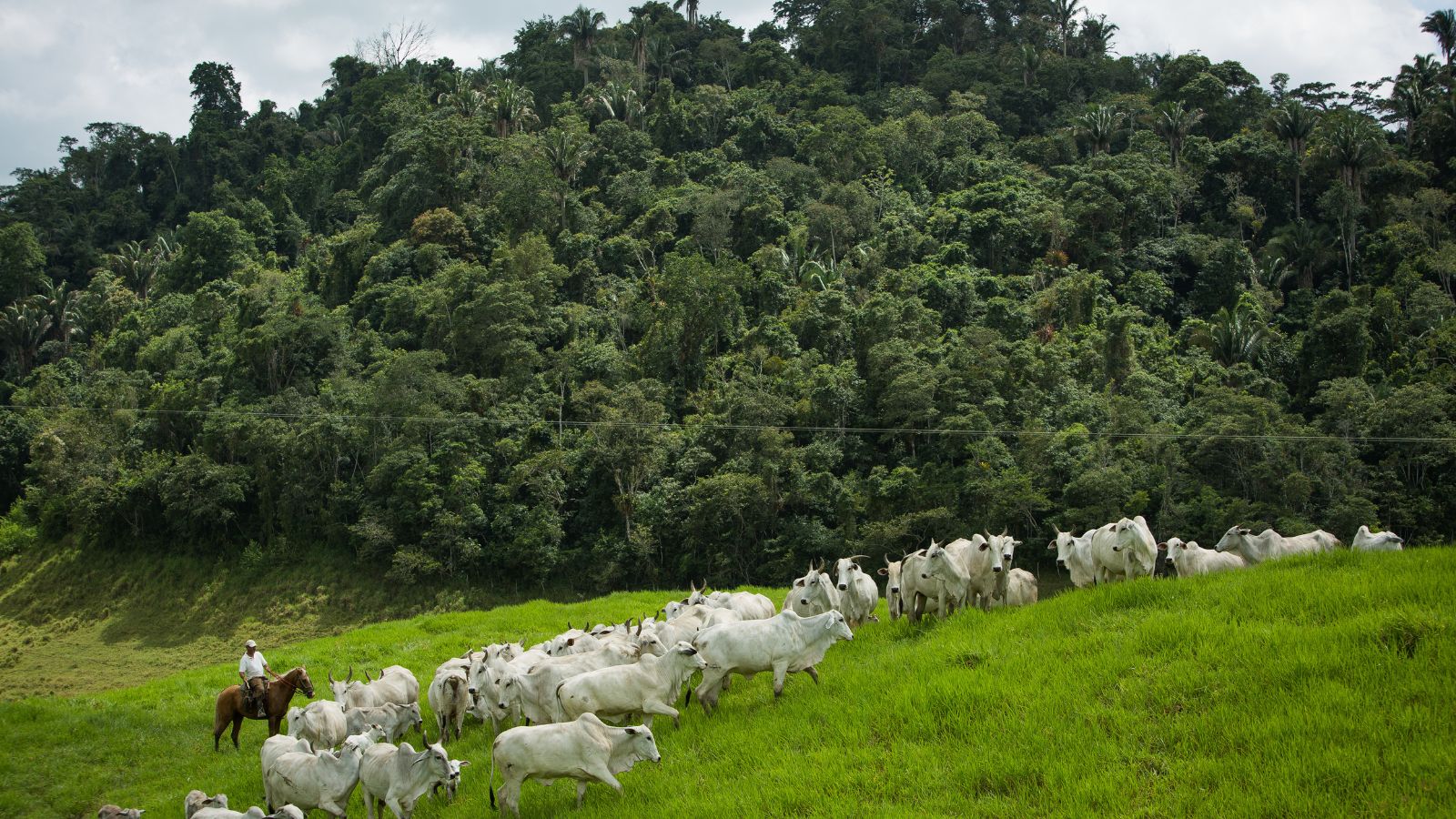 Fazendeiro pode ser remunerado por conservar florestas e nascentes. Saiba o que diz a lei