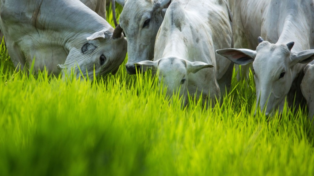 Capim na alimentação do gado é sinônimo de economia e eficiência