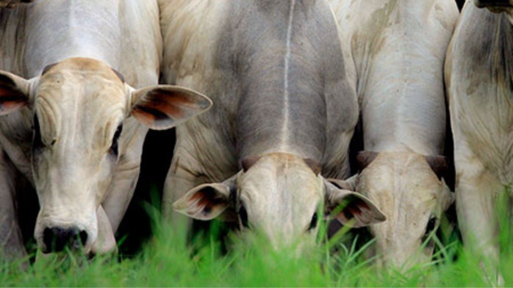 Segredo do pasto: manejo correto é o caminho para produzir arrobas mais econômicas