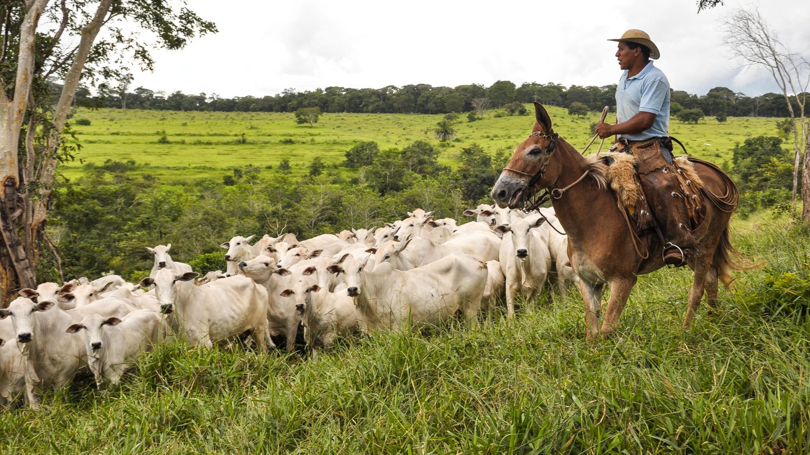 Pesquisadora alerta que o pasto precisa ser pastejado para se transformar em lucro