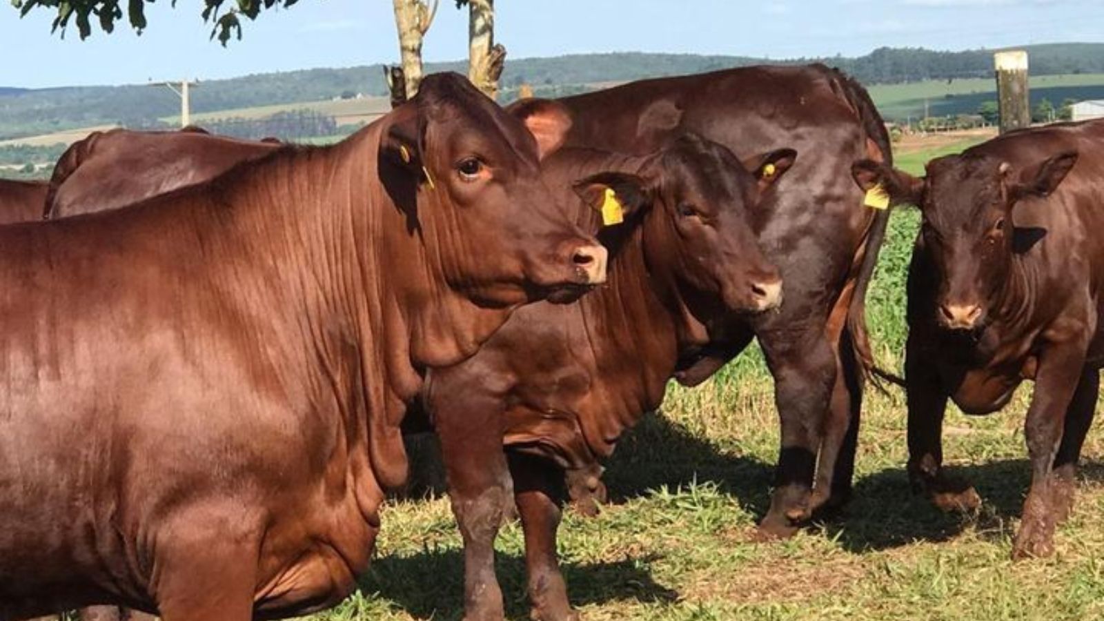 Santa Gertrudis: presidente da ABSG faz diário de bordo direto de Foz de Iguaçu (PR)