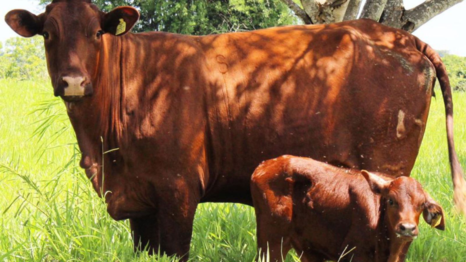 Santa Gertrudis: saiba como está a presença da raça na Austrália!