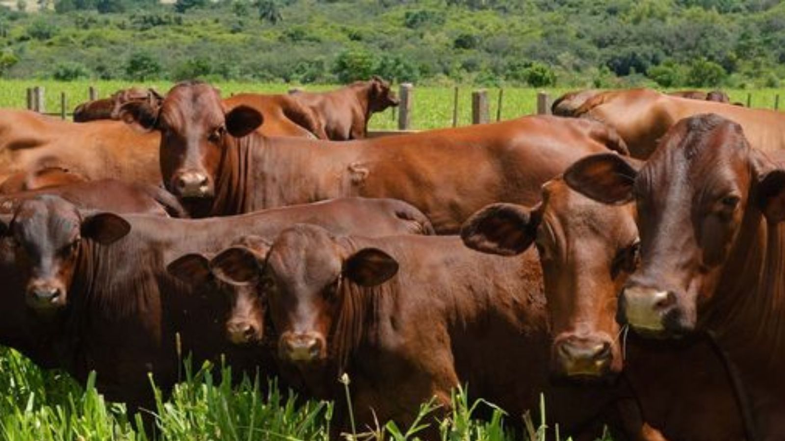 Santa Gertrudis: raça comemora 70 anos de Brasil e sedia congresso mundial