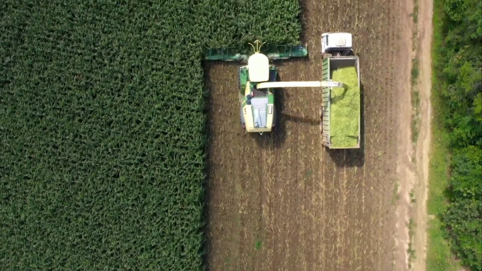 Conheça as forrageiras ideais para uma silagem de alta produção