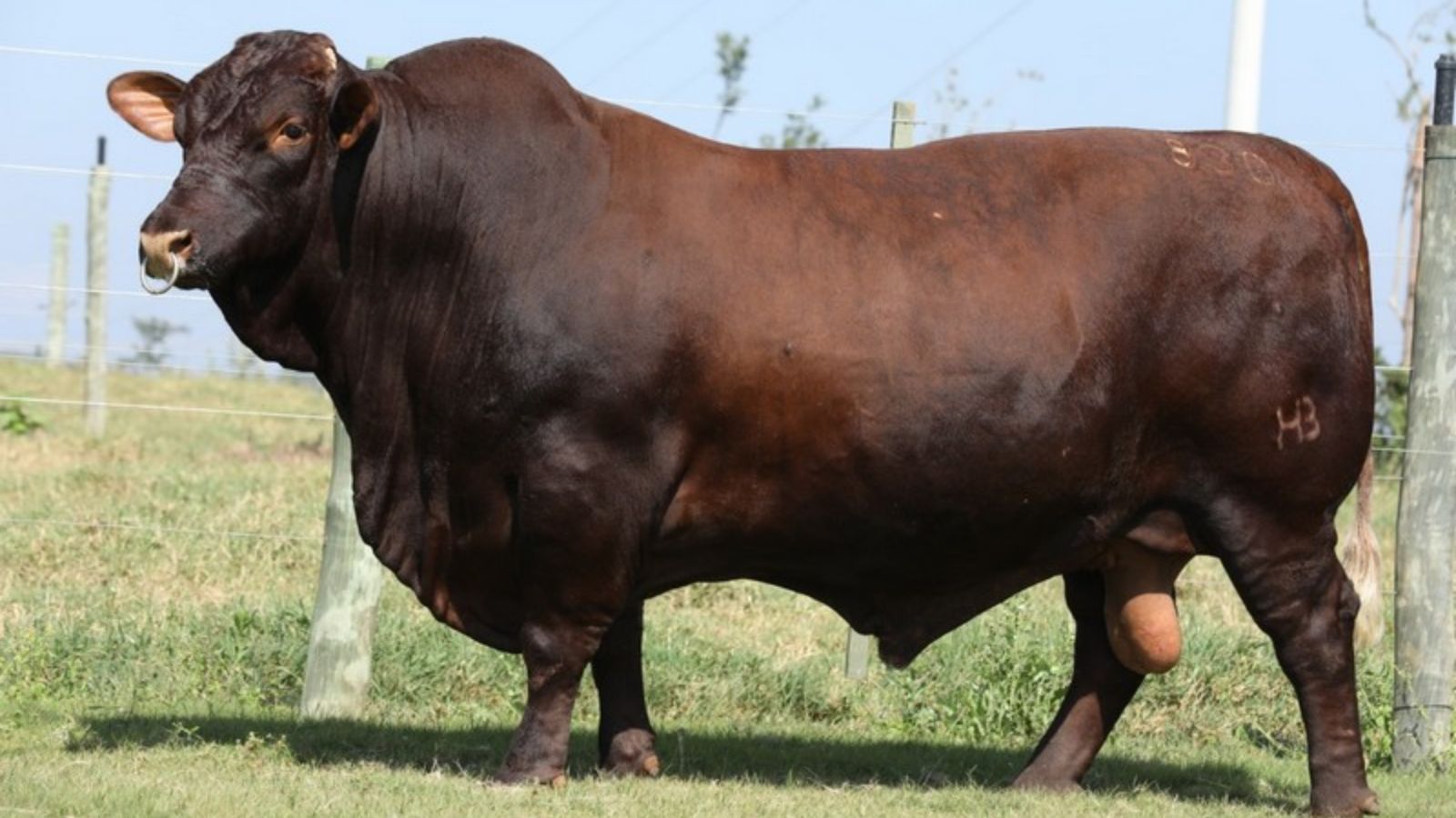 Evolução do Santa Gertrudis no Geneplus da Embrapa