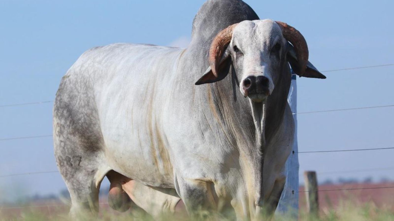 Touro puro genotipado: saiba o que há de novo no índice da ABCZ