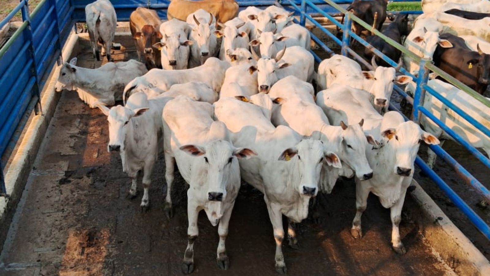 “Espetáculo de vacas e novilhas!” Fêmeas são destaque no interior de MS