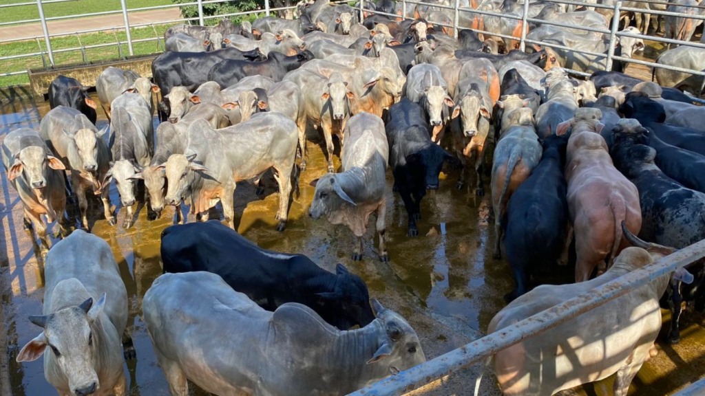 Boiada suplementada a pasto chega a uma média de 21@ no Tocantins