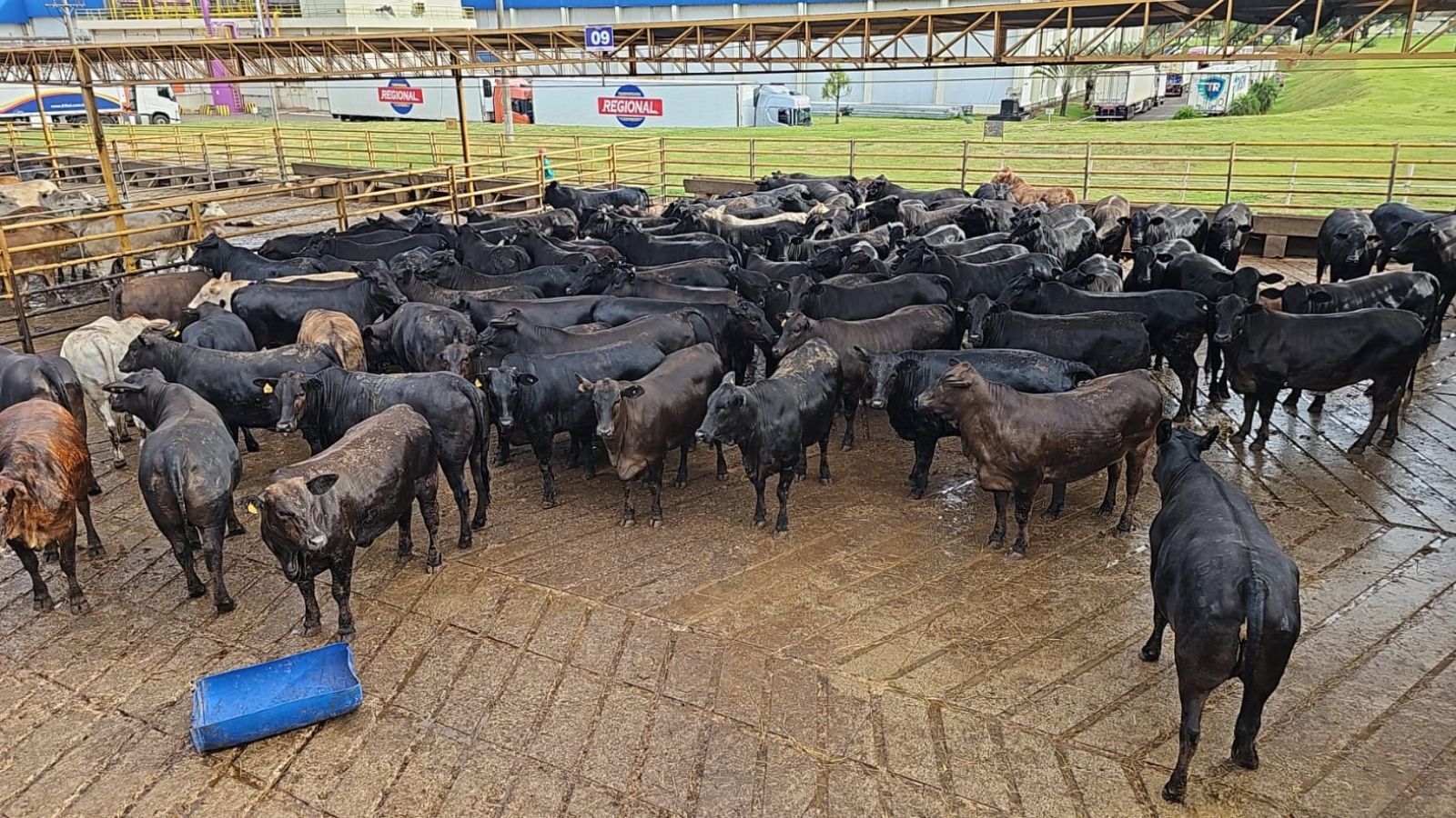 Espetáculo de carne premium! Novilhada meio-sangue conquista bonificação extra em MS