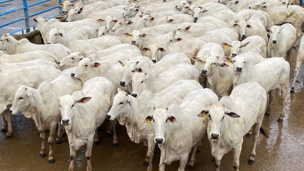 Novilhas de 18 meses surpreendem pelo peso! Animais chegam a quase 17@ em Goiás