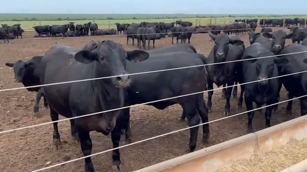 Ultratecnologia faz novilhas Angus desmamadas aos 60 dias chegar a quase 15@ na Bahia