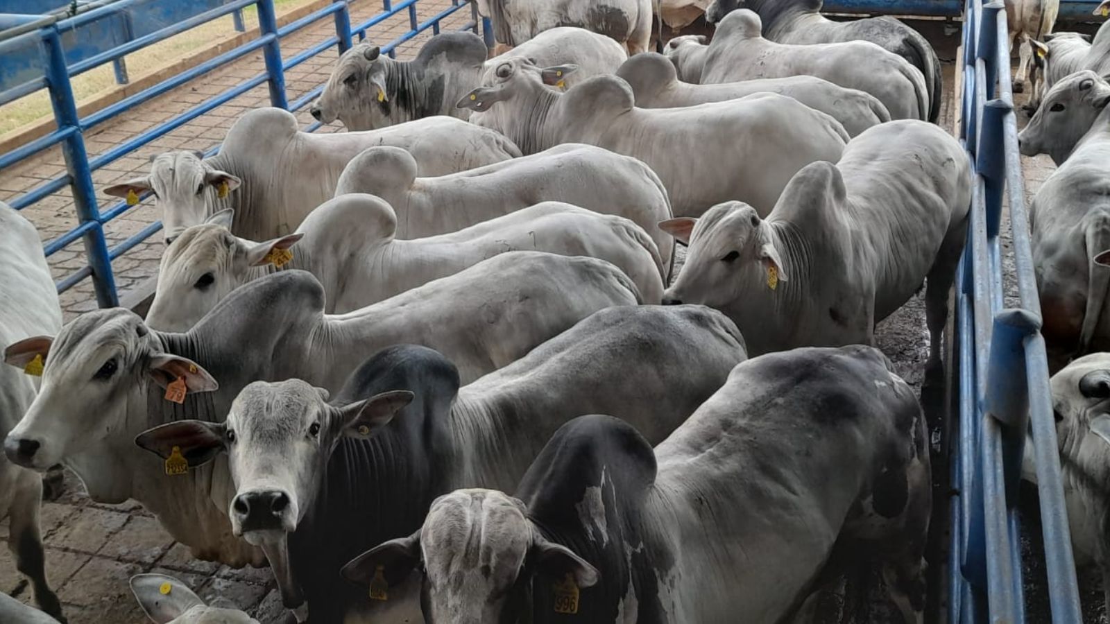 “Essa é de quebrar a balança!” Boiada Nelore chega a quase 32@ e novilhas Wagyu a 19@ em SP!