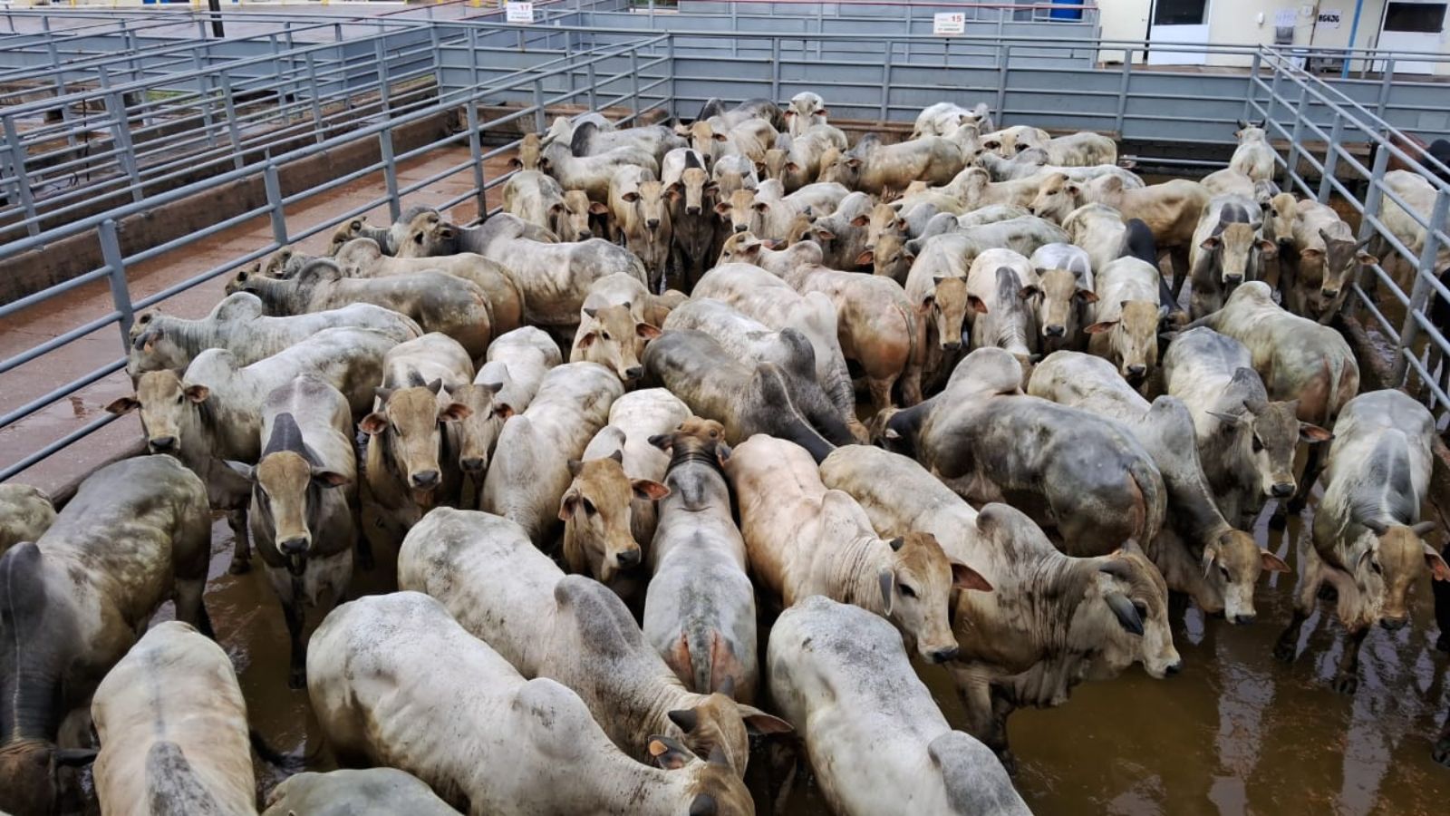 Circuito Nelore de Qualidade de Marabá (PA) revela os pecuaristas vencedores