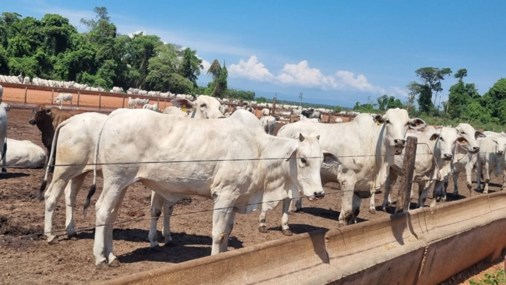 Super lote! Mil novilhas top têm destino garantido para a Europa