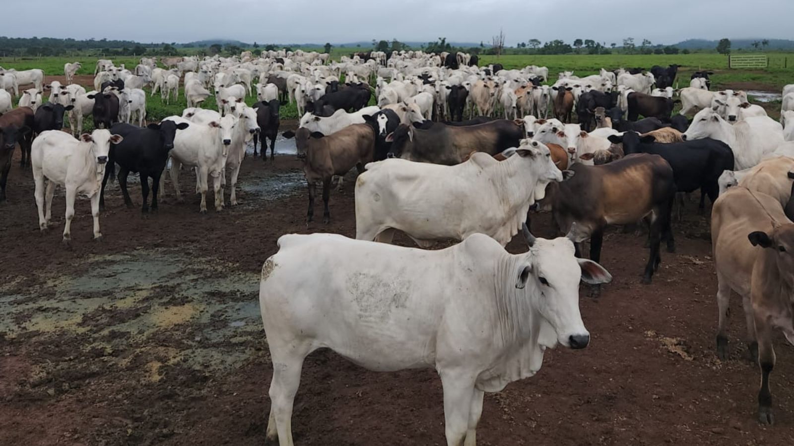 Vacas e novilhas Nelore dão show de qualidade no interior do Pará