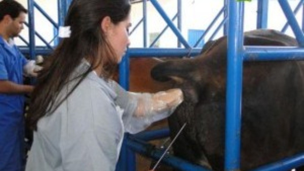 Sincronização de cio: entenda os prazos para garantir uma inseminação certeira nas vacas