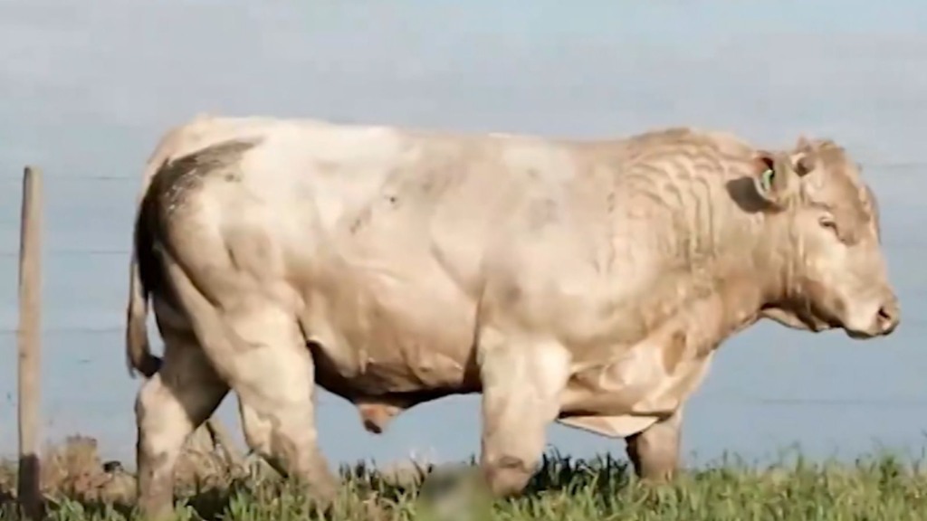 Macho meio-sangue Charolês e Marchigiana pode cobrir bem vacas Nelore no ES?